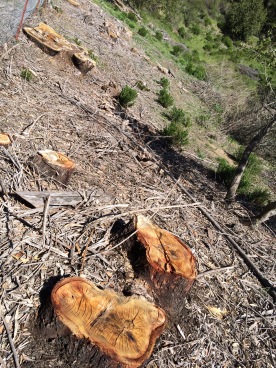 East Bay Parks clearcut