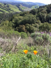 Poppies and Lupine were blooming